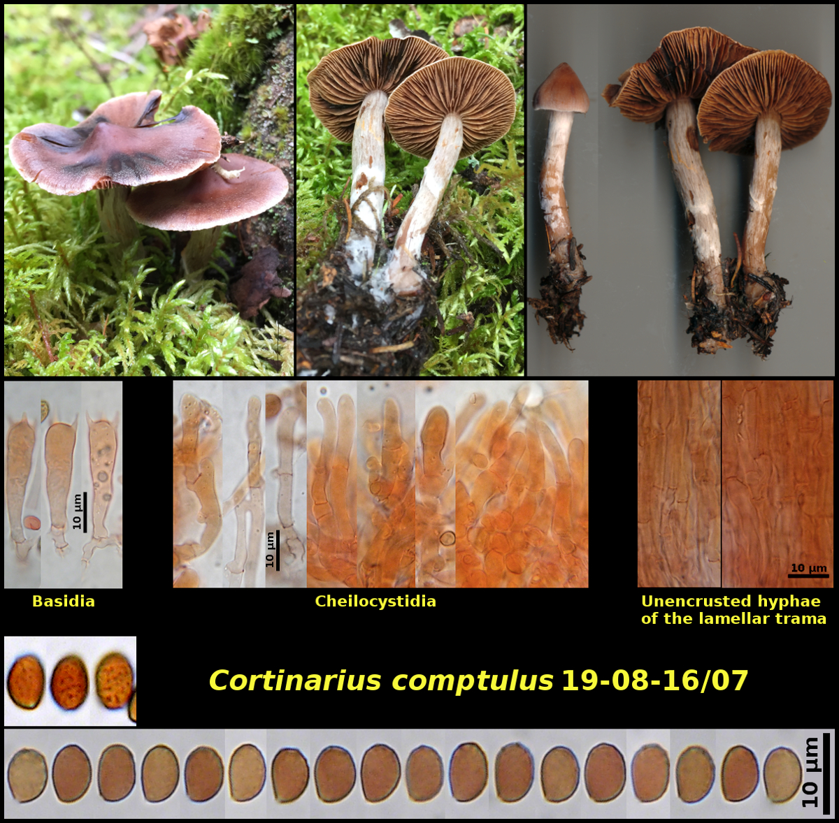 Picture of <i>Cortinarius comptulus</i>